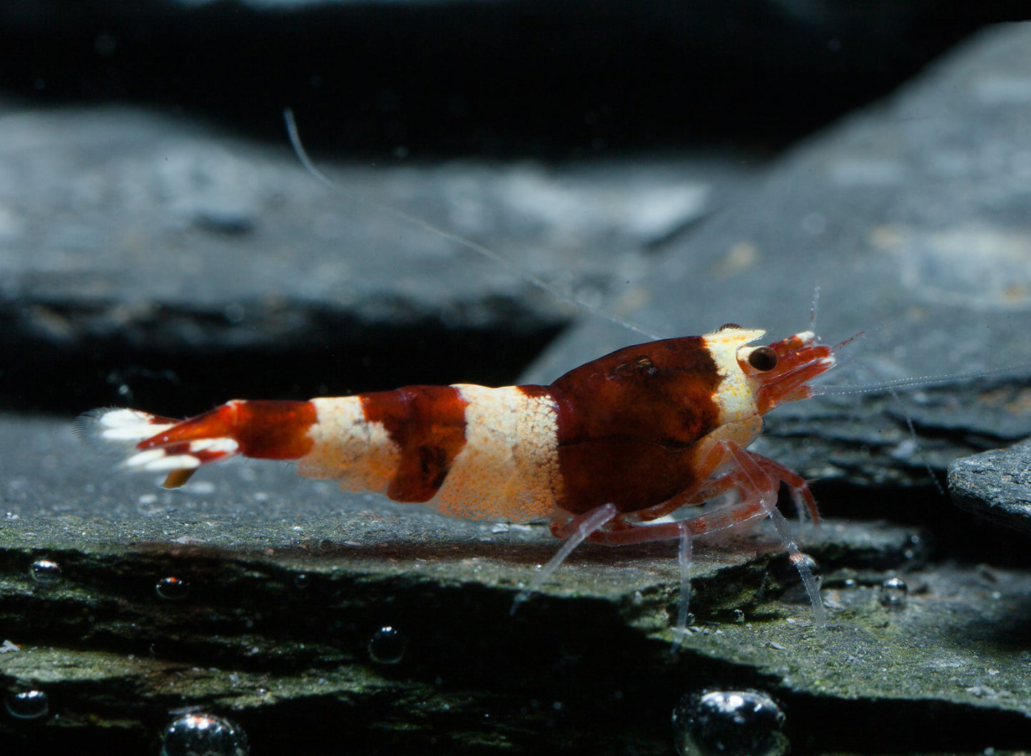 Wine Red - Cardinia Shrimps
