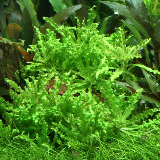 ADA Pogostemon helferi