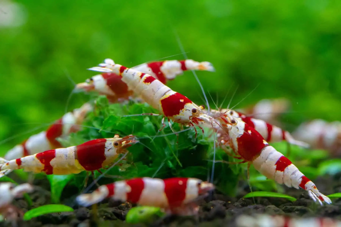 CRS (Crystal Red Shrimps) - Cardinia Shrimps