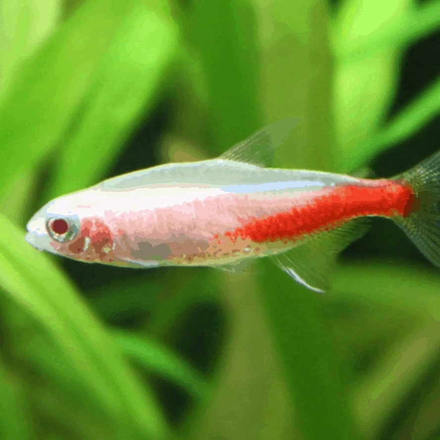 Albino Neon Tetra Fish (Single)