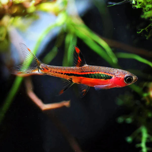 Chilli Rasbora