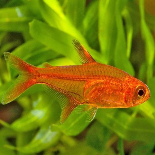 Ember Tetra (Single)
