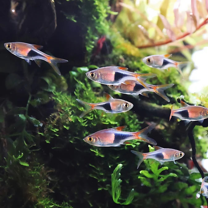 Harlequin Rasbora Fish (Single)