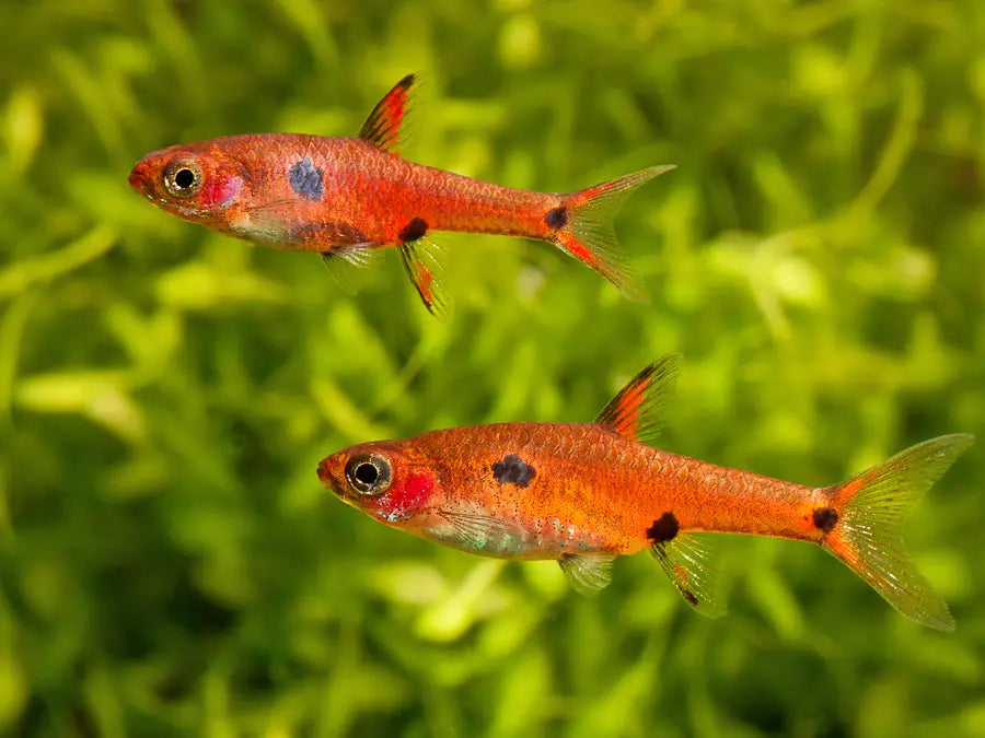 Least Rasbora (Single)