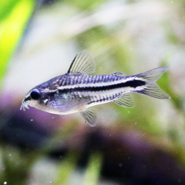 Pygmy Corydoras (Single)