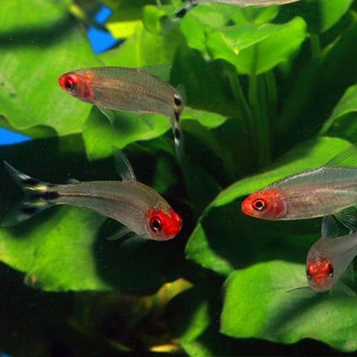 Rummy Nose Tetra
