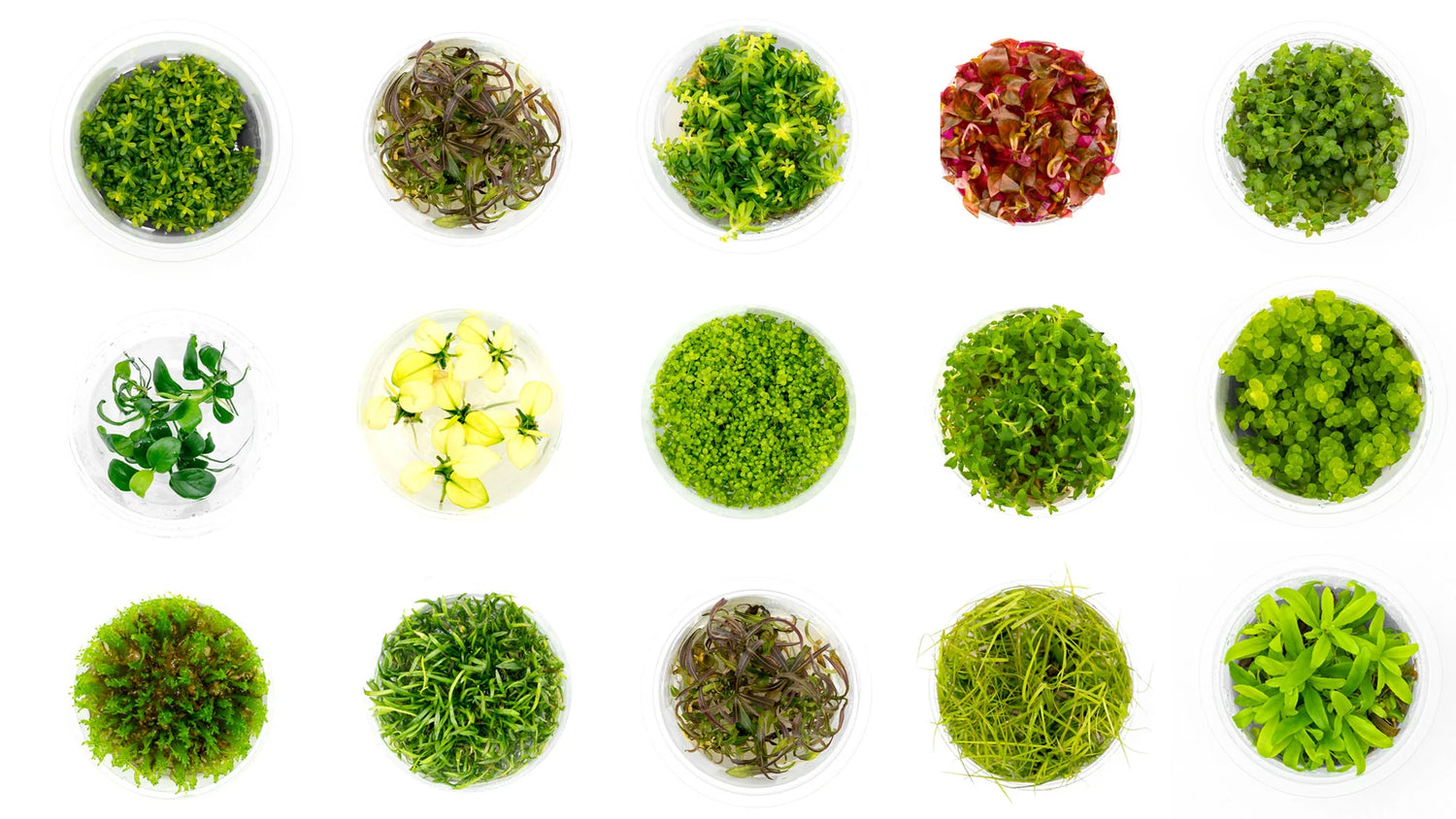 TISSUE CULTURED CUPS