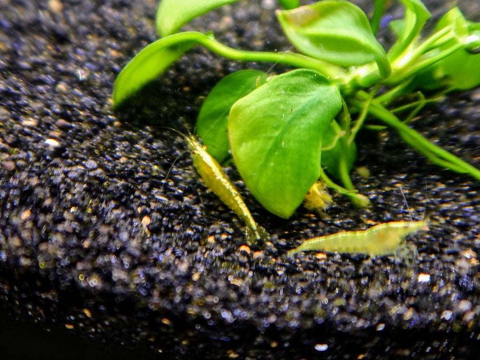 Golden Back Yellow Shrimps