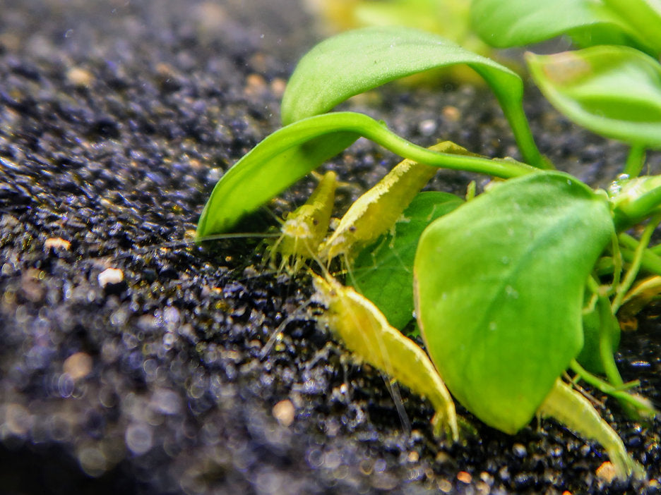 Golden Back Yellow Shrimps