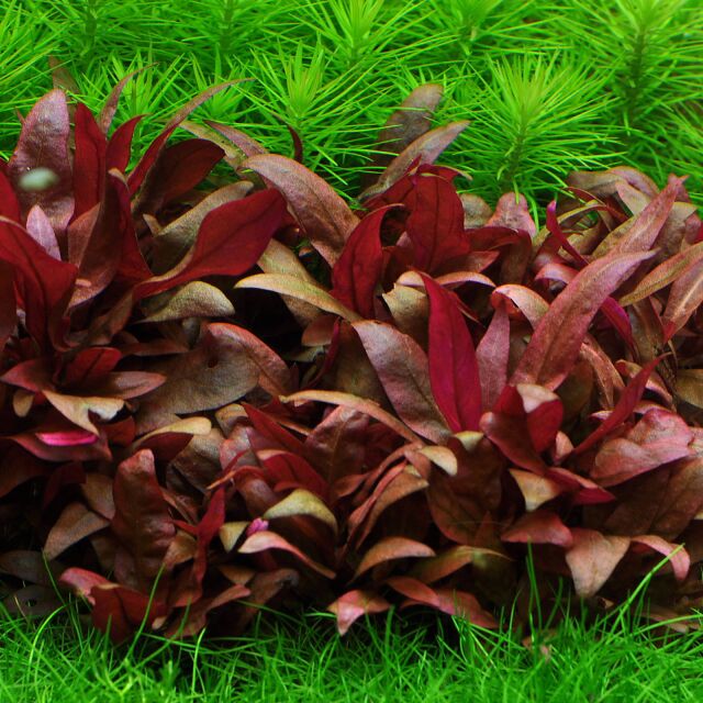 ADA Alternanthera reineckii 'Mini'
