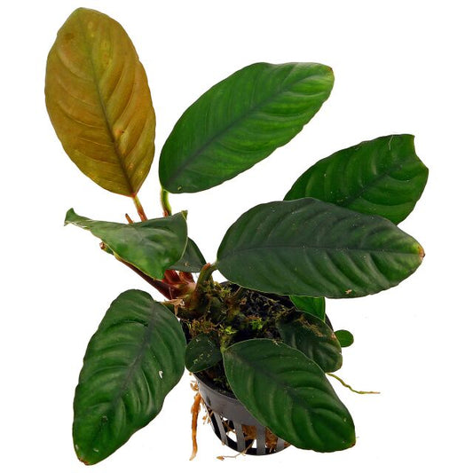 ADA Anubias barteri var. coffeifolia