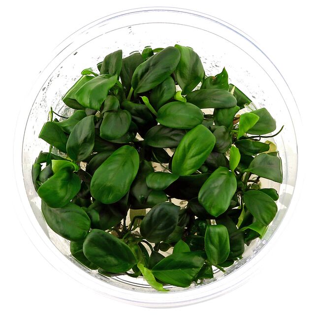 ADA Anubias barteri bar ‘nana’ Petite