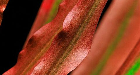 ADA Cryptocoryne spiralis 'Red'