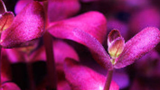 ADA Bacopa salzmannii "Purple"