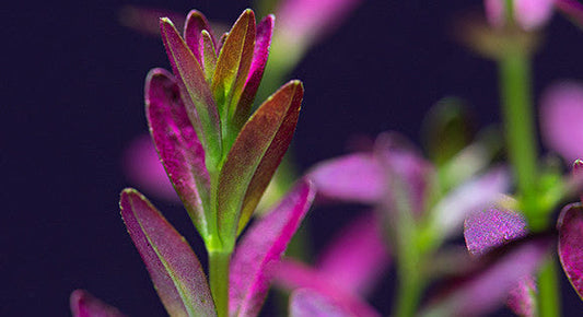ADA Rotala ramosior "Florida"