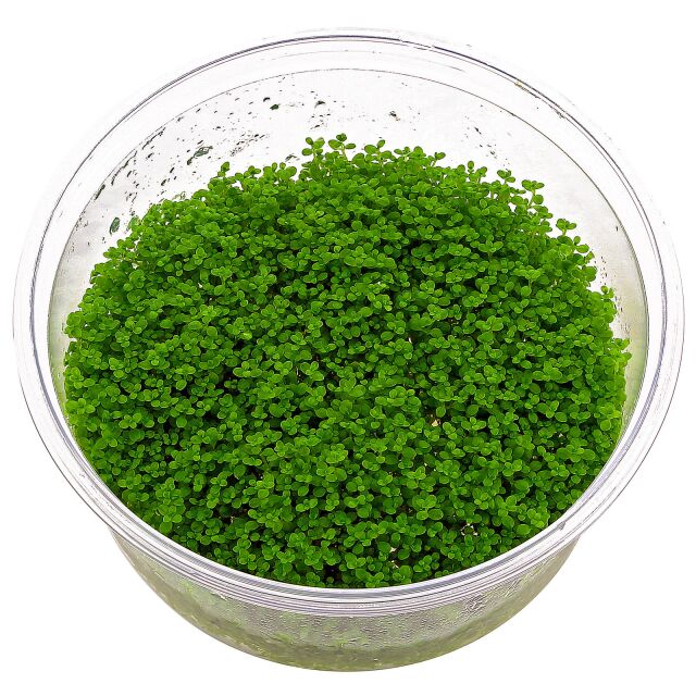 ADA Hemianthus callitrichoides "Cuba"