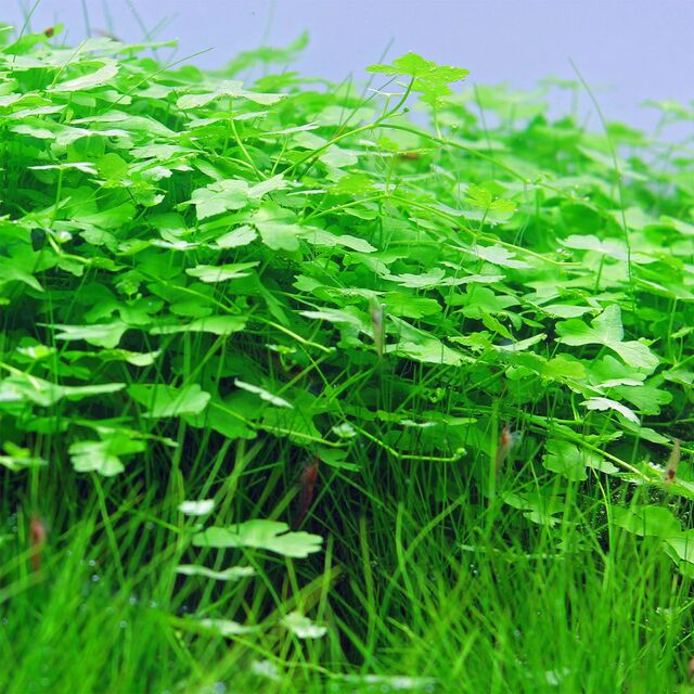 ADA Hydrocotyle tripartita