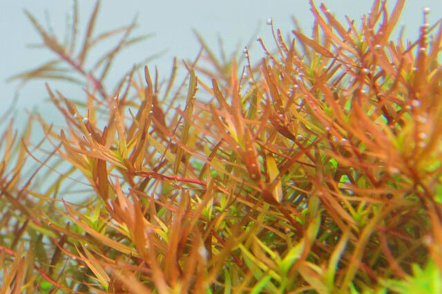 ADA Rotala Rotundifia ‘hra’