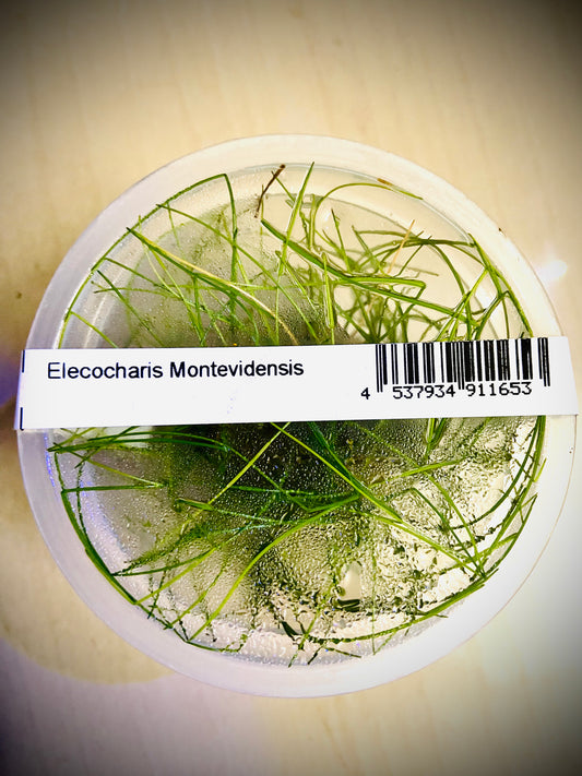 ADA Elecocharis Montevidensis