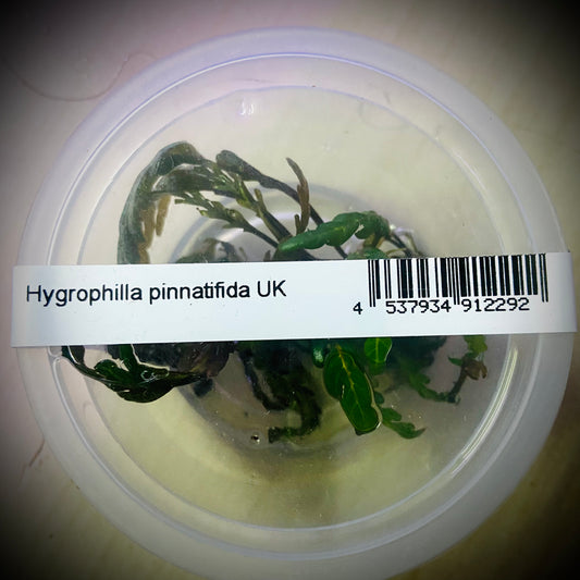 ADA Hygrophilla Pinatifida UK