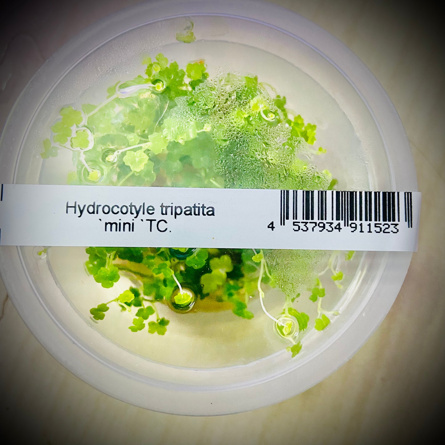 ADA Hydrocotyle tripatita mini