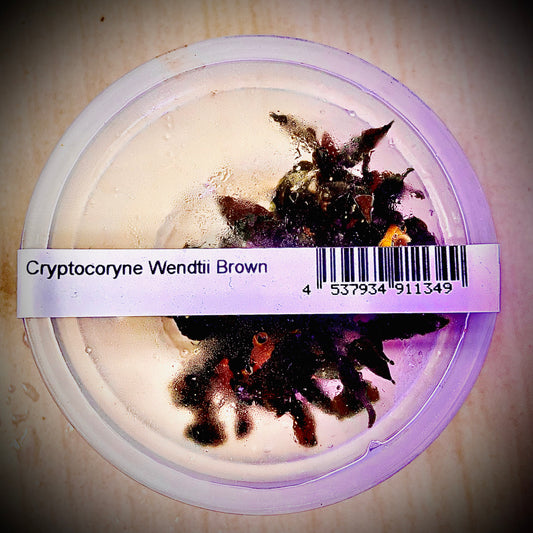 ADA Cryptocoryne wendtti- ‘Brown’