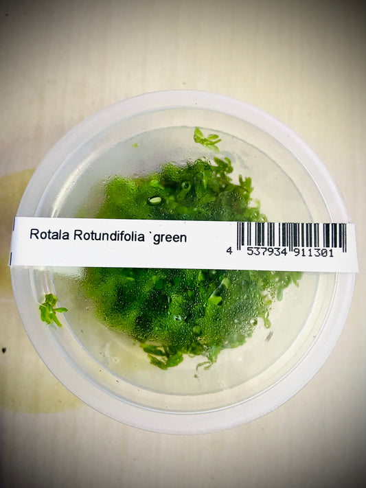 ADA Rotala Rotundifia ‘Green’