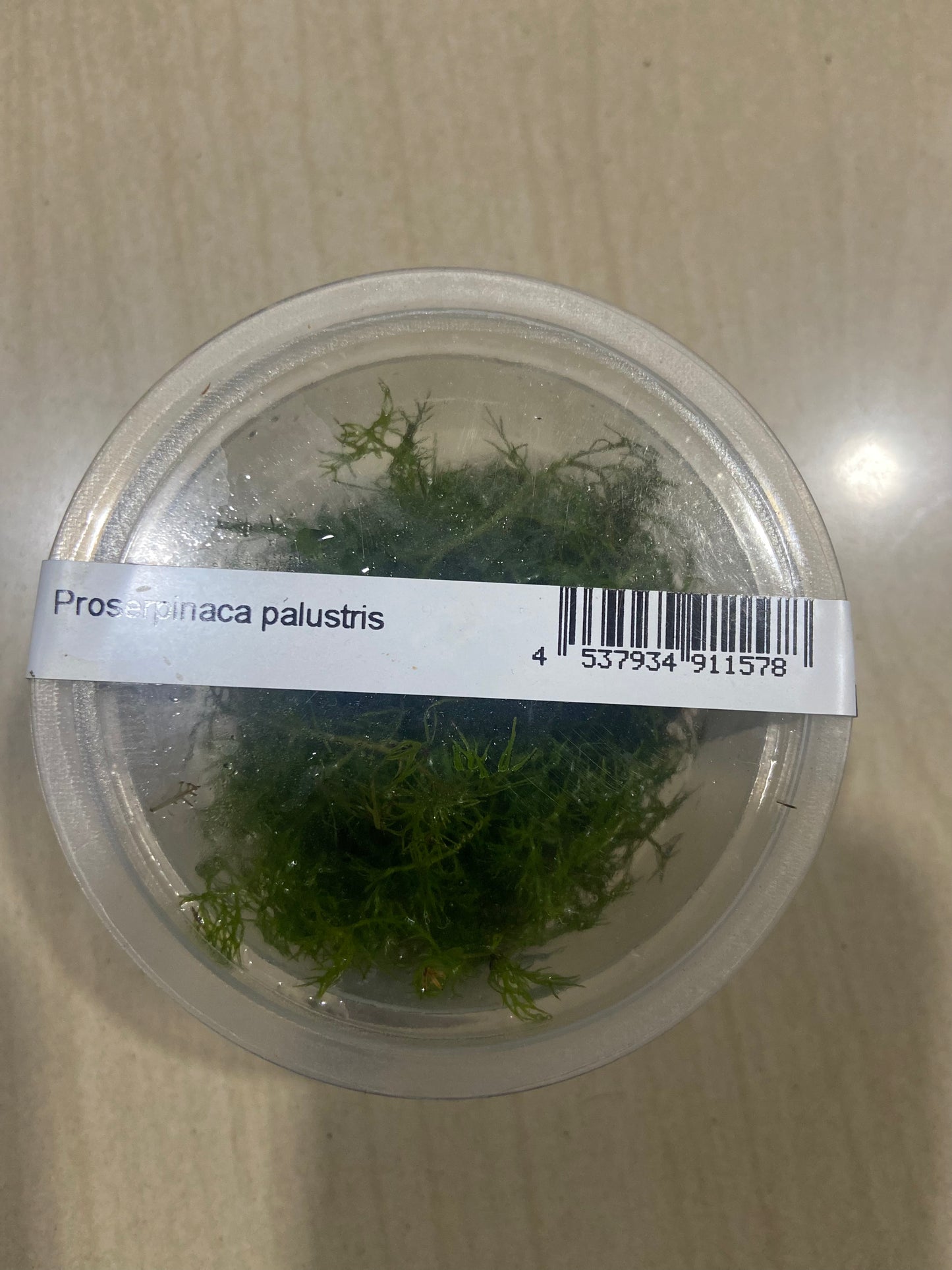 ADA Proserpinaca palustris
