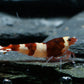 Wine Red - Cardinia Shrimps