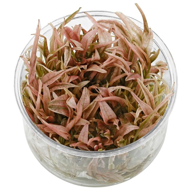 ADA Cryptocoryne wendtii ‘pink panther’