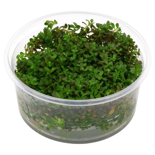 ADA Rotala rotundifolia 'Ceylon'