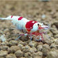 CRS (Crystal Red Shrimps) - Cardinia Shrimps