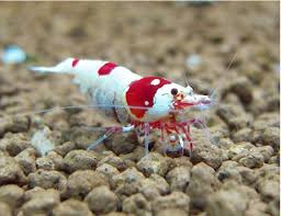 CRS (Crystal Red Shrimps) - Cardinia Shrimps