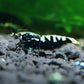Black fancy pinto - Cardinia Shrimps