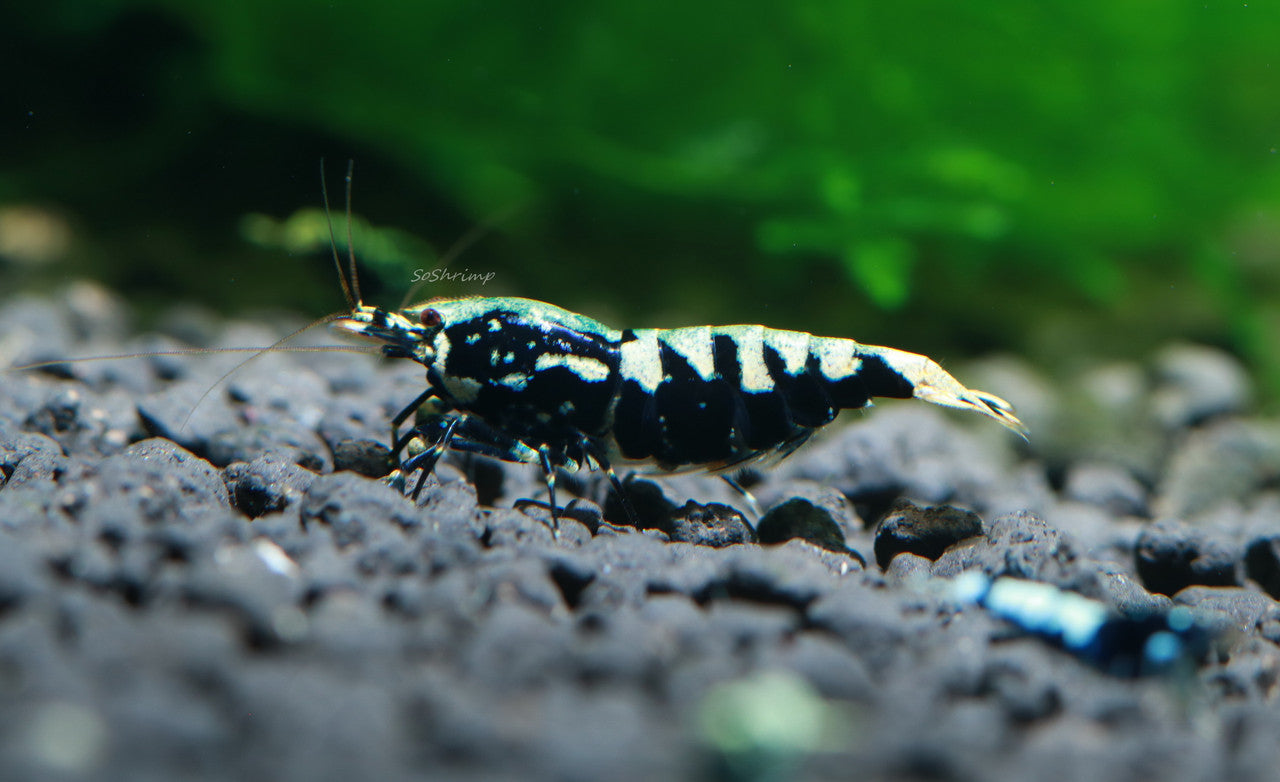 Black fancy pinto - Cardinia Shrimps