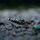 Black fancy pinto - Cardinia Shrimps