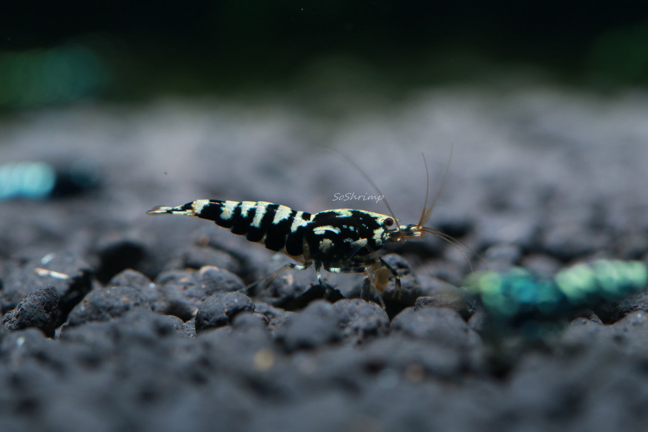 Black fancy pinto - Cardinia Shrimps