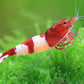 Wine Red - Cardinia Shrimps