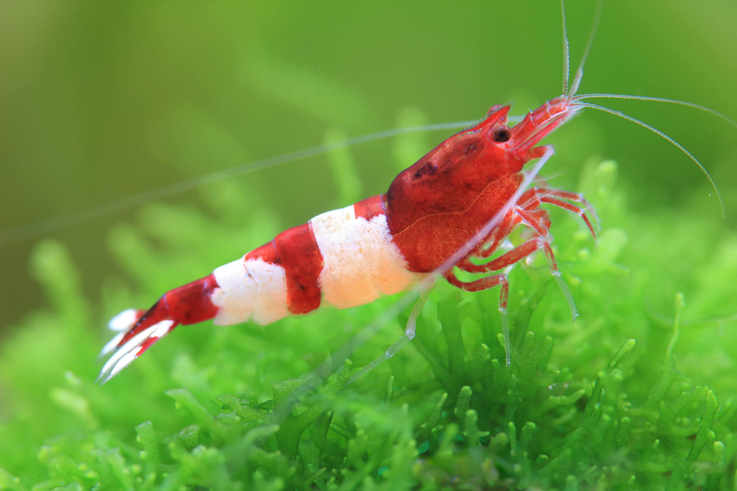 Wine Red - Cardinia Shrimps