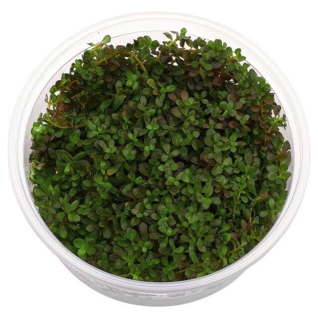 ADA Rotala rotundifolia 'Ceylon'