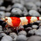 CRS (Crystal Red Shrimps) - Cardinia Shrimps