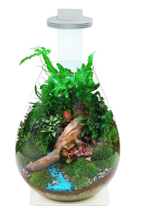 CHIHIROS - TERRARIUM KIT