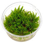 ADA Pogostemon helferi