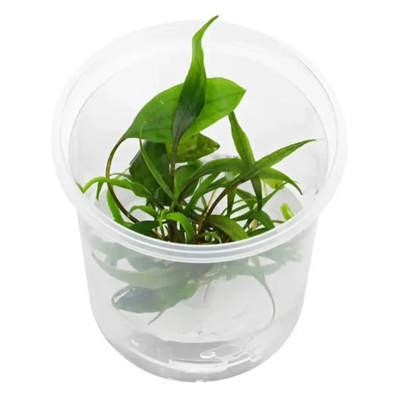 ADA Cryptocoryne spiralis 'Caudigera'