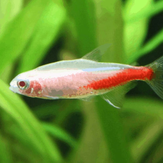 Albino Neon Tetra Fish (Single)