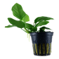 ADA Anubias barteri var. nana