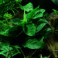 ADA Anubias barteri var. nana