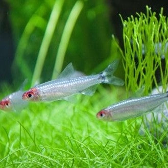 Brilliant Rummy node Tetra - XL size