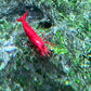 Red Cherry Shrimp