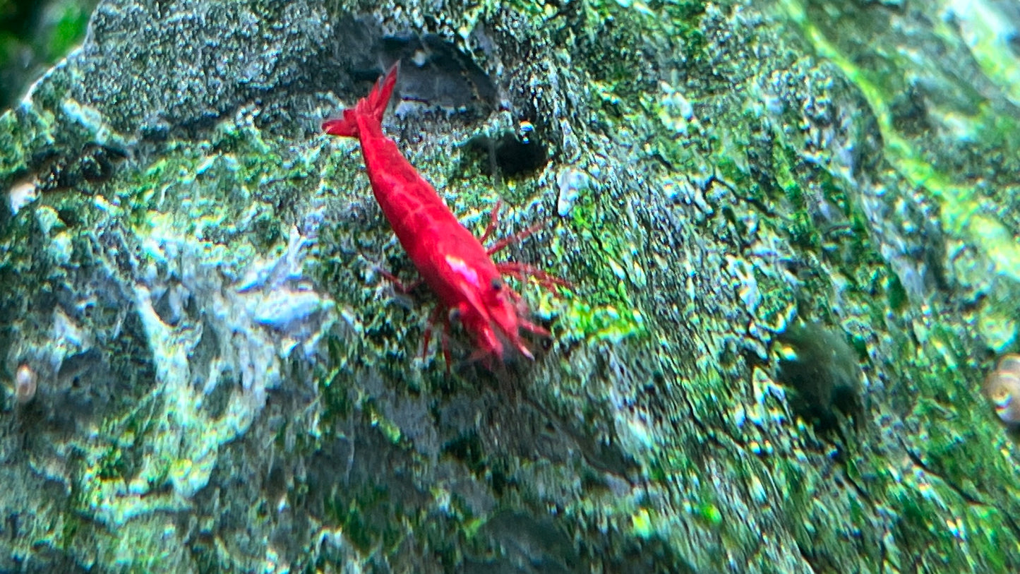 Red Cherry Shrimp